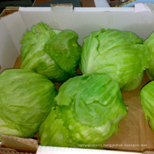 Fresh Iceberg Lettuce Supplier From China Fresh Vegetables